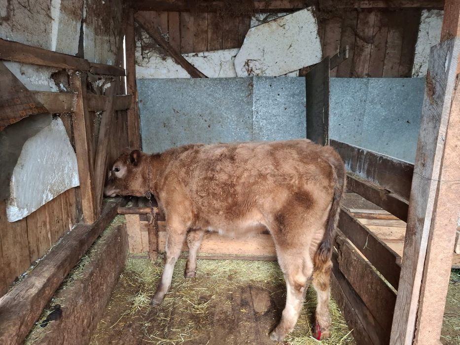 Vând taur si vitea angus