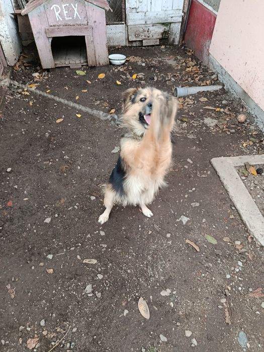 Donez câine drăgălaș !
