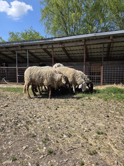 Vând Berbeci sarbesti și Bergamo