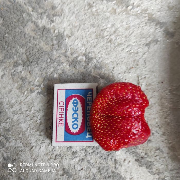 Саженцы клубники