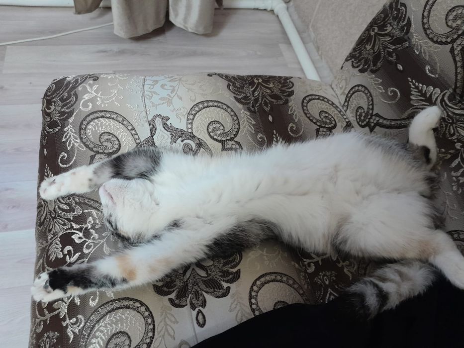 Отдам в добрые руки
