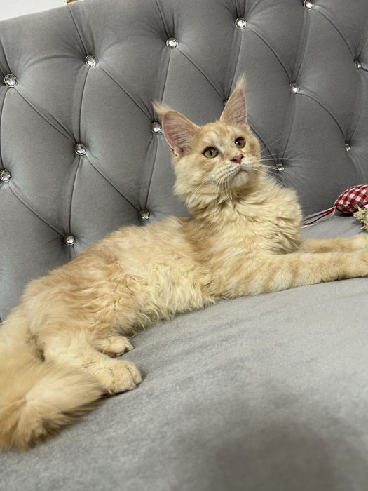Femela maine coon felisa autorizata