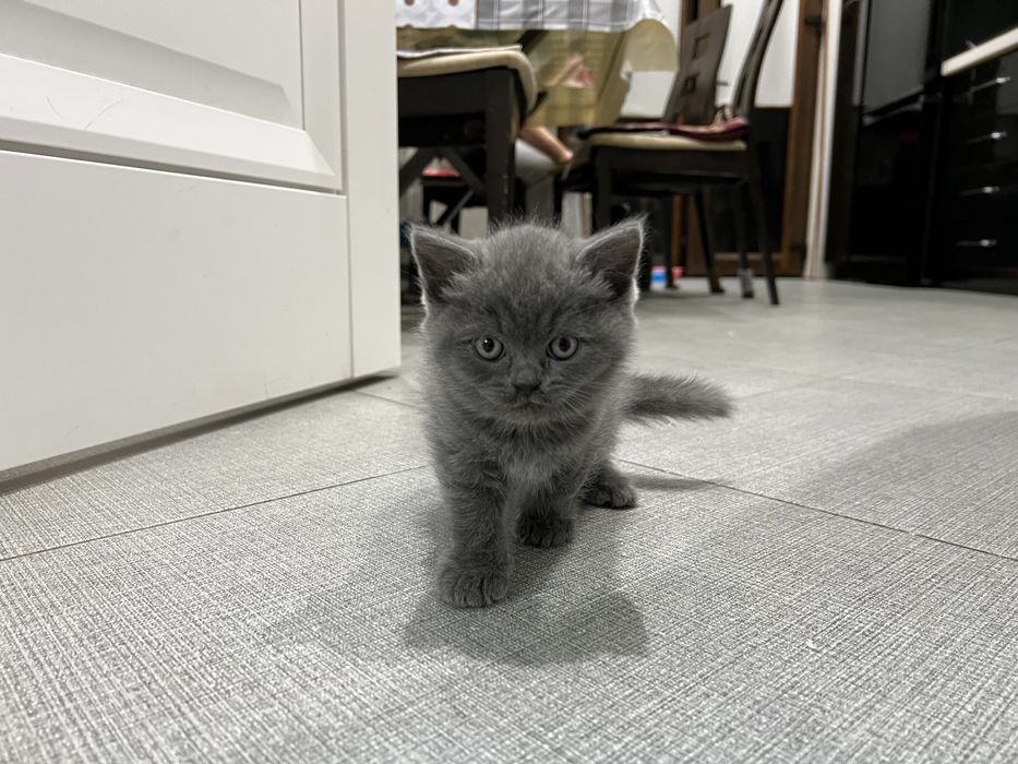 Фолд, страйт,шотландские