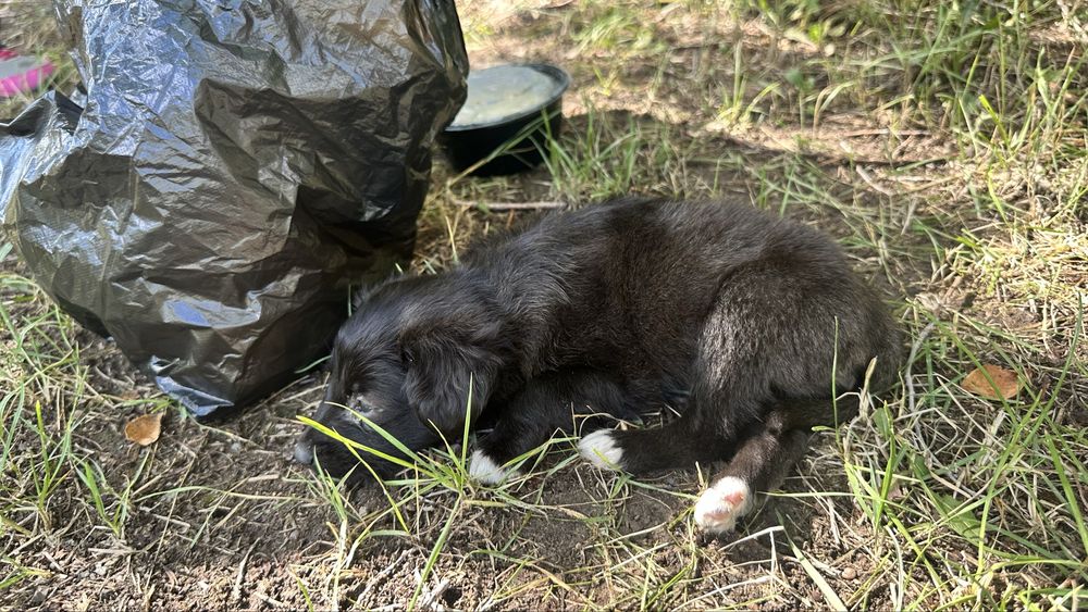 Очень срочно отдам щенка