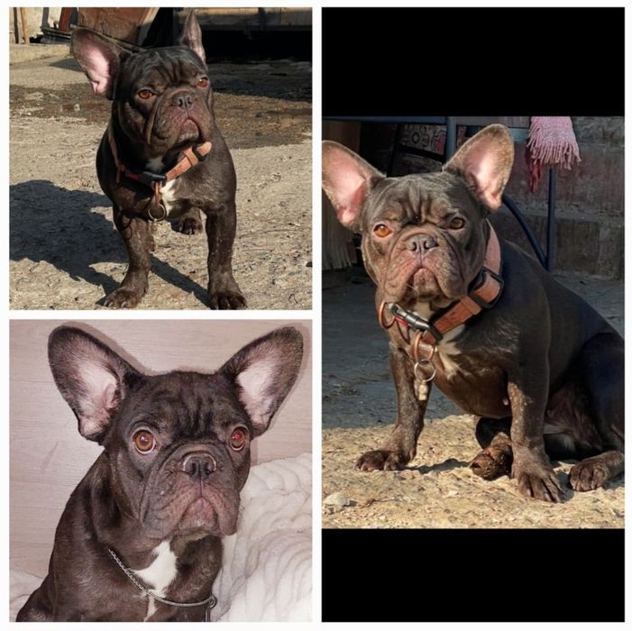 Щенок французского бульдога