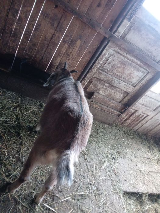 Vind ied si iada anglonubiene si una sannen cu iada de o luna