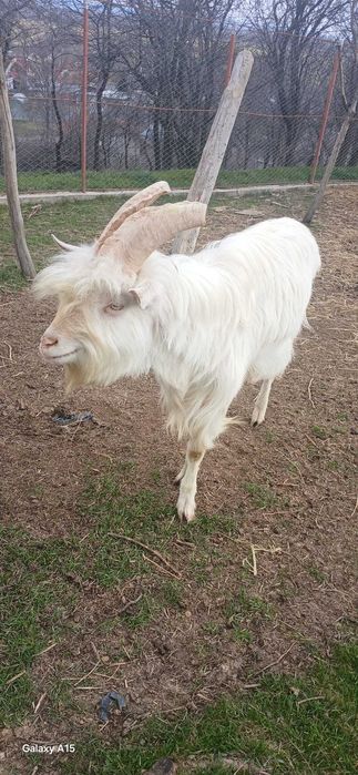 Țap saanen de prăsilă