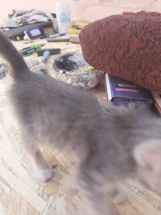 Котята умныекросивое
