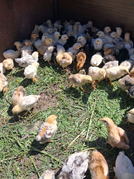 Продам домашних цыплят