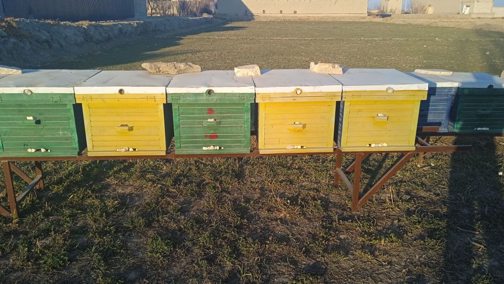 Asal ari oilasi sotiladi