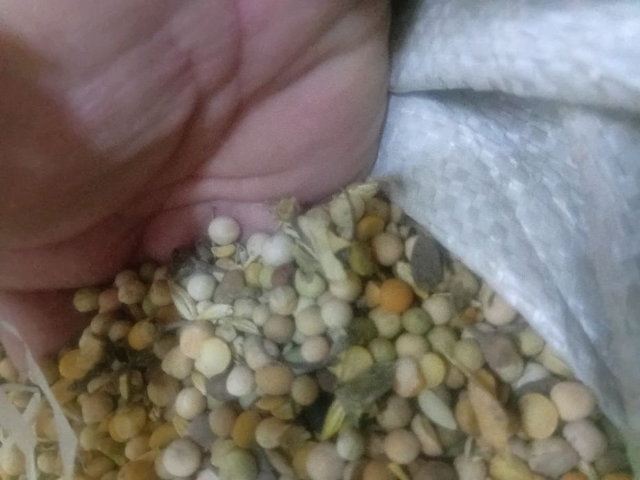 Продам корма , зерно, пшеницу, горох кормовой