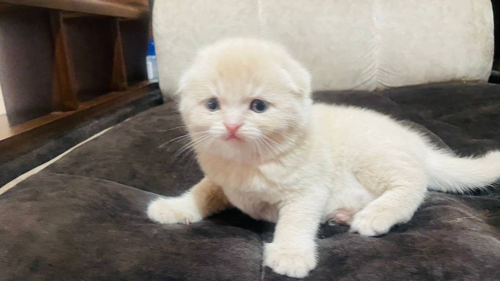 Катята пародастый продаю срочно