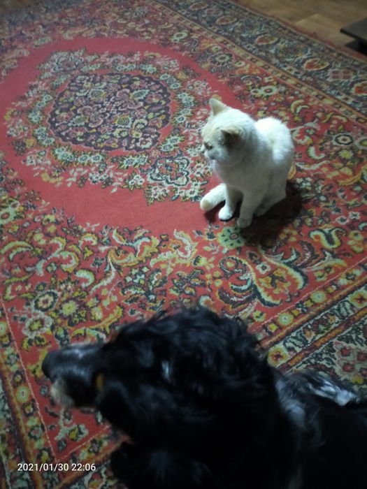 Передержка животных на юге