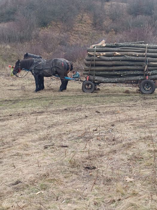 Vând 2 iepe cuminte