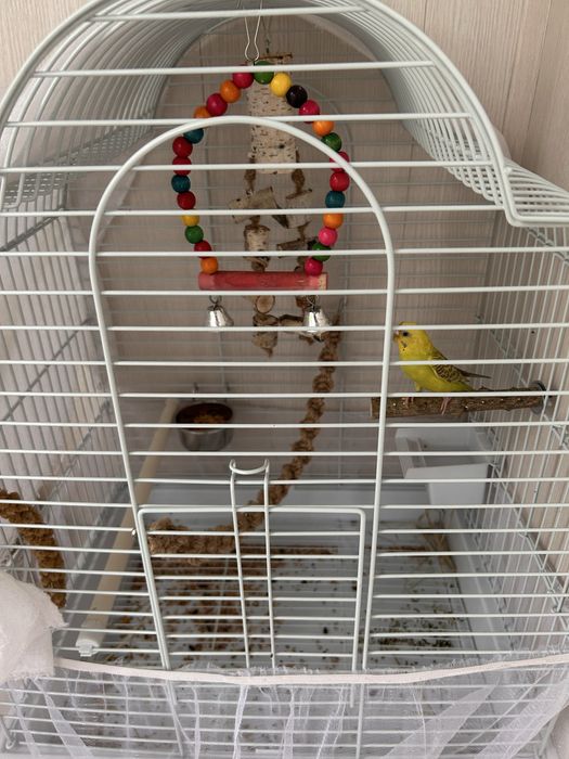 Продам попугая с клеткой