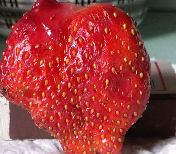 Таёжная земляника (рассада