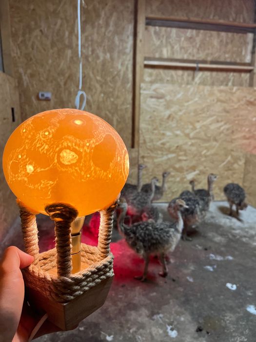 Veioza fabricata din coaja de ou de Struț