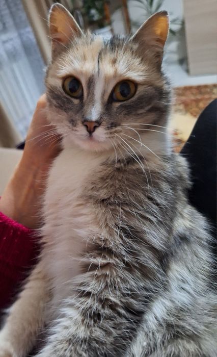 Отдам кошку в добрые руки