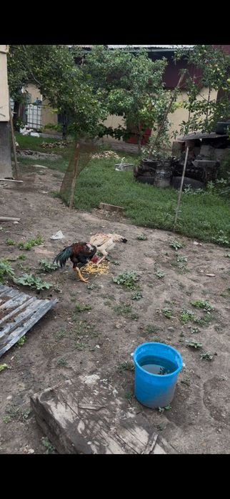 Продам всех 2 петух 2 курица