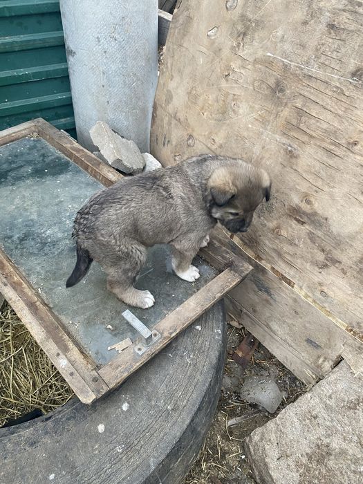 Продам щенка төбет алабай крупный девочка