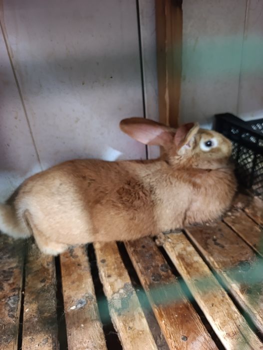 Burgun samka 8 oyli boğoz.