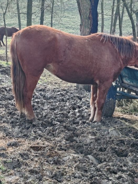 Noatină de vânzare