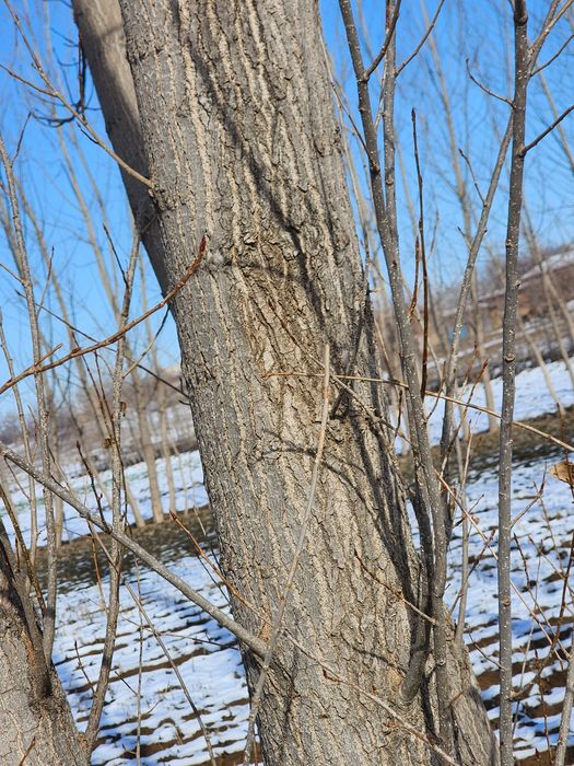 Kaliforniya terak sotiladi Chiroqchi