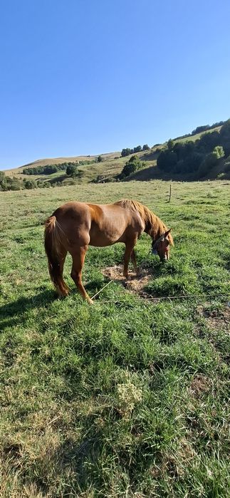 Vând mânza 1 an jumate