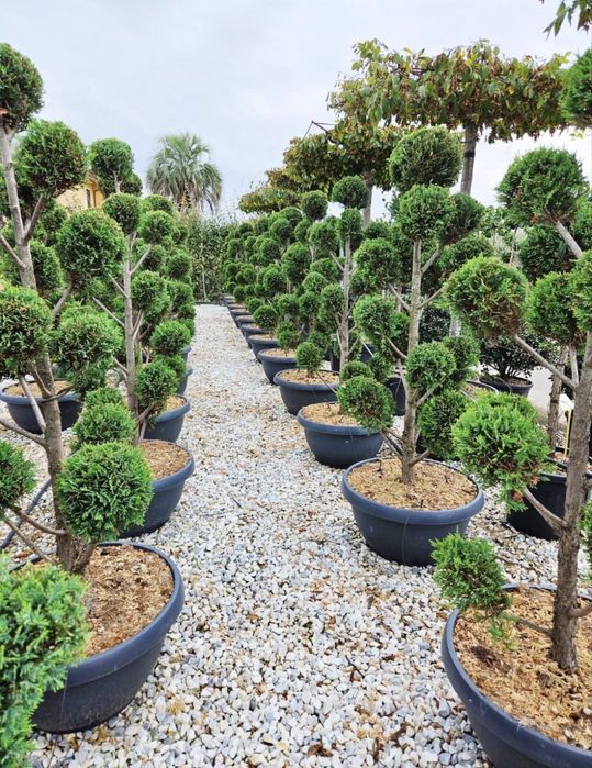 Tuia leylandii super oferta
