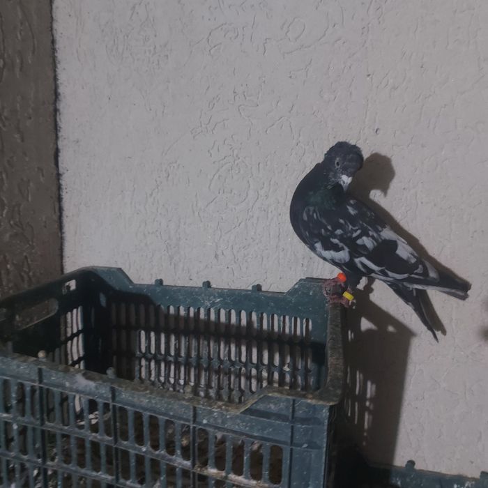 Шалхар самец лет игра винтавой