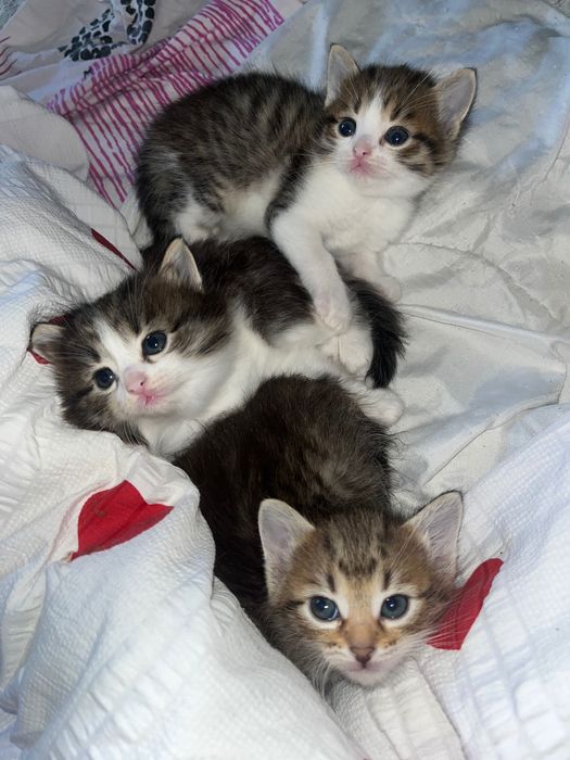 Отдам  в добрые руки котят