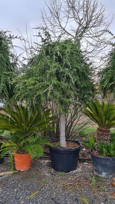 Cedru pendular fhotinia