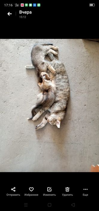 Котята даром в добрые руки