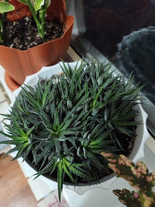 Продам комнатные цветы