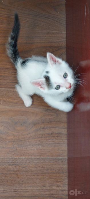 Котята бесплатно