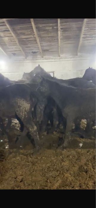 Тай жылқы лошади откорм