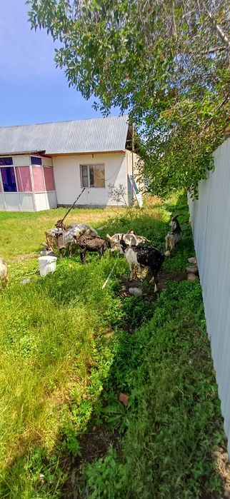 Ешкілер сатылады