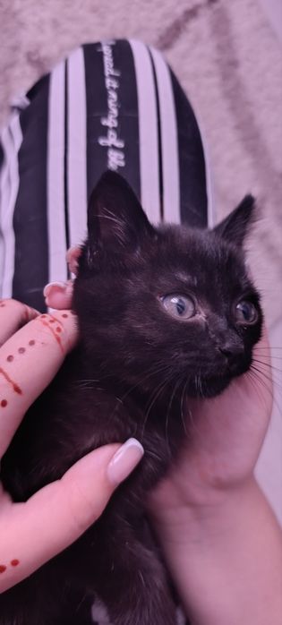 Отдам в добрые руки котенка
