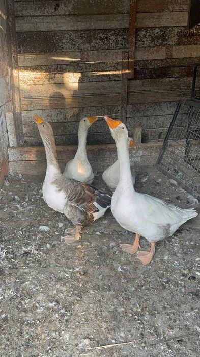 De vânzare doua gâște un gânsac și un boboc