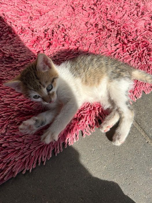 Pisicuțe pentru adopție