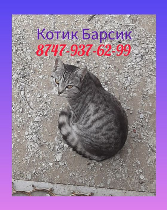 Отдам даром котика ТАББИ