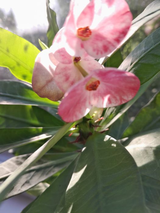 Продам комнатные цветы