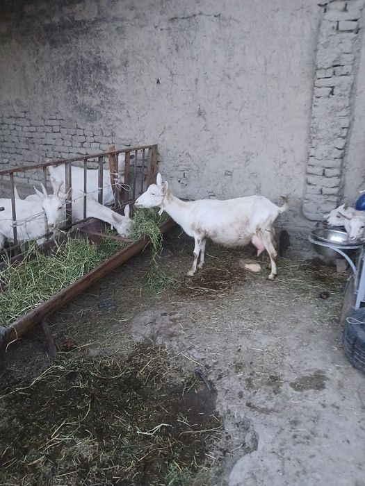 Zanin zotli echki sotiladi