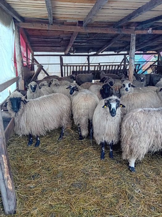 oi tinere de talie mare