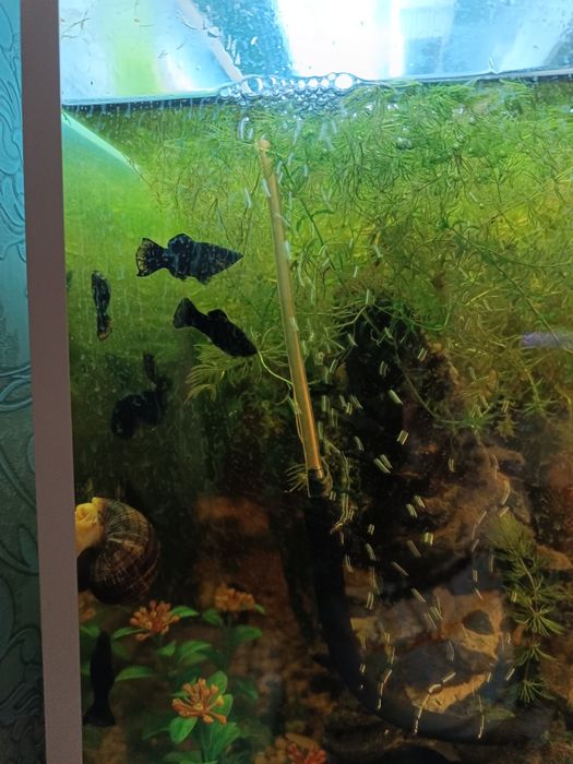 Барбусы и пецилии