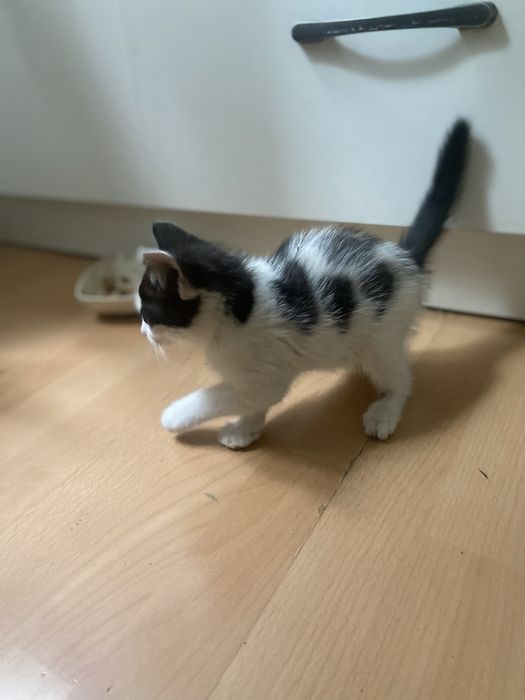 Котенок  девочка