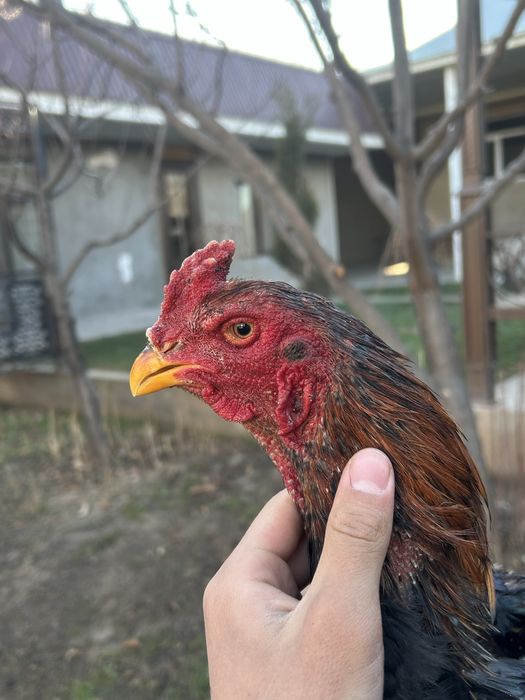 Дакан шолпан 30 мынг