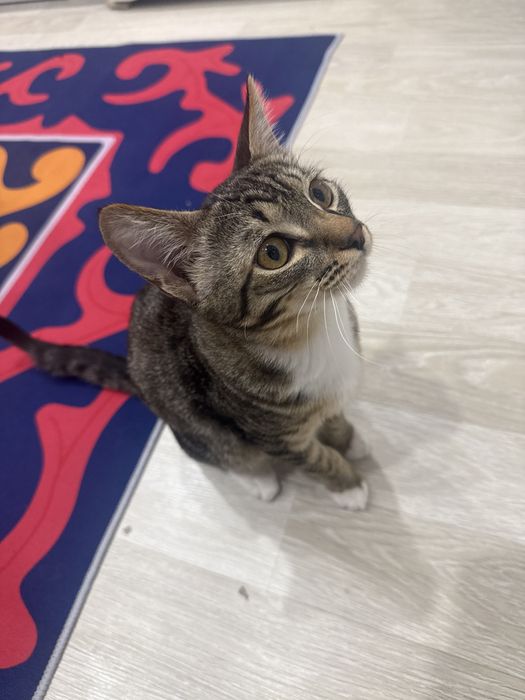 Отдам в хороший руки