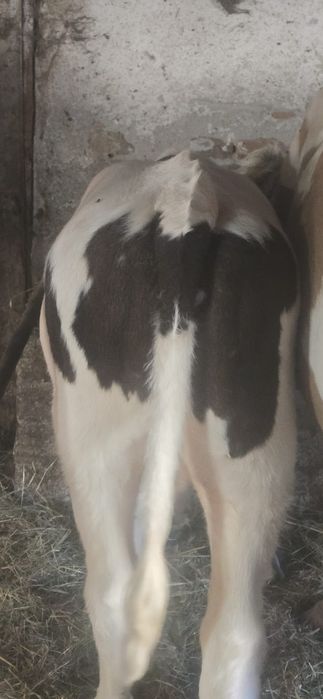 Vand vițel de 3 luni Baltat