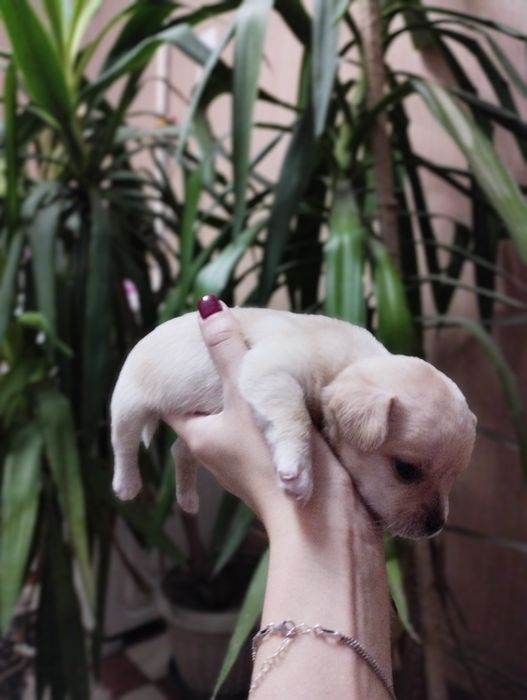 Продаются щенки чихуахуа